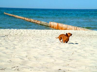 Ostseestrand mit Dackel