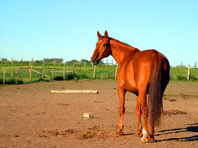 Reiten an der Ostee & in Mecklenburg Vorpommern